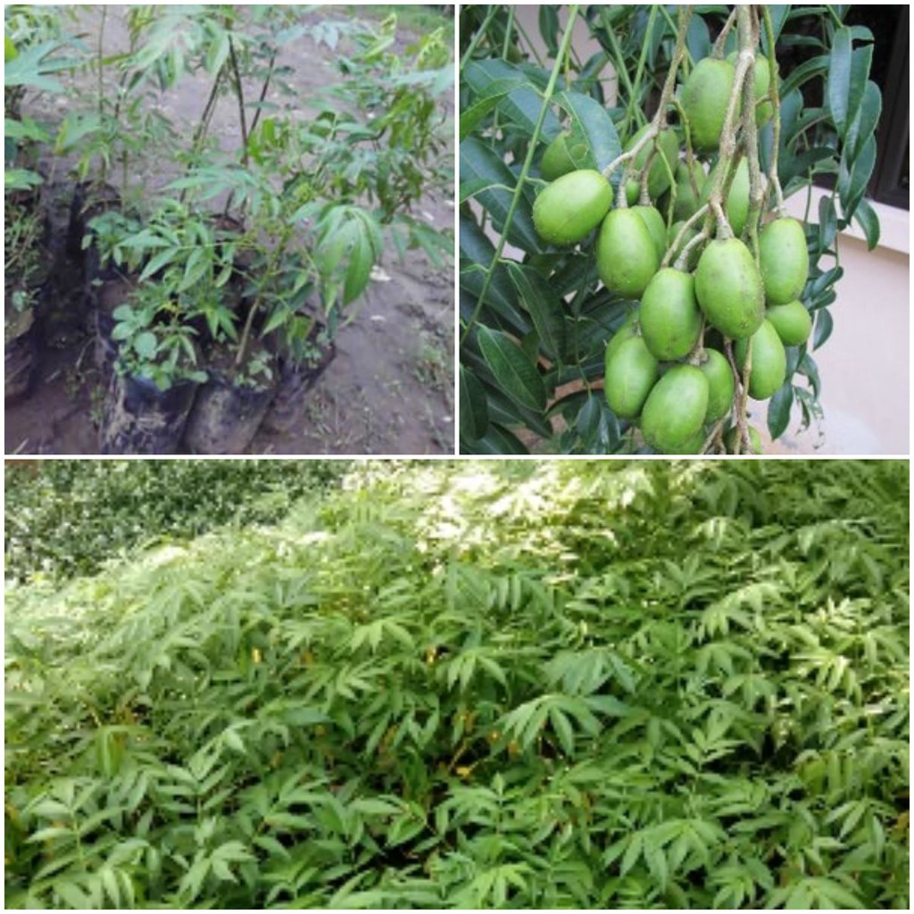 Bibit Tanaman Kedondong