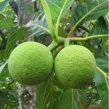 bibit tanaman sukun | buah sukun