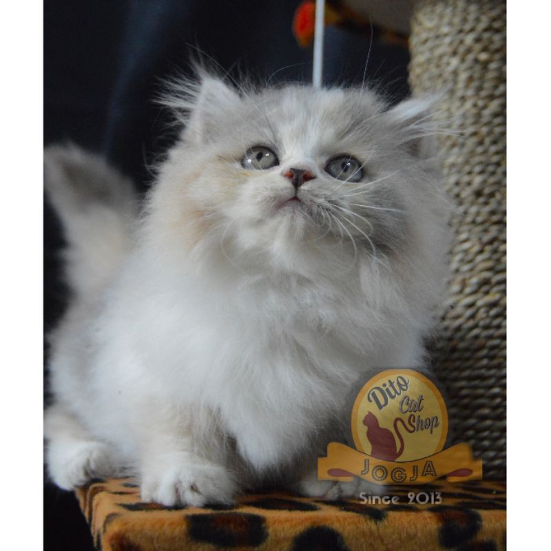 Terjual Kucing Persia Himalaya 3 Bulan Jogja Kaskus