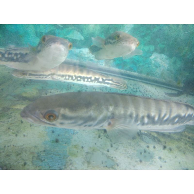 Toman Channa 30cm Up