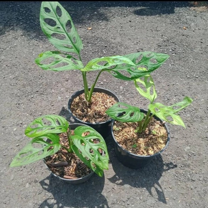 tanaman hias monstera obliqua janda bolong obliqua