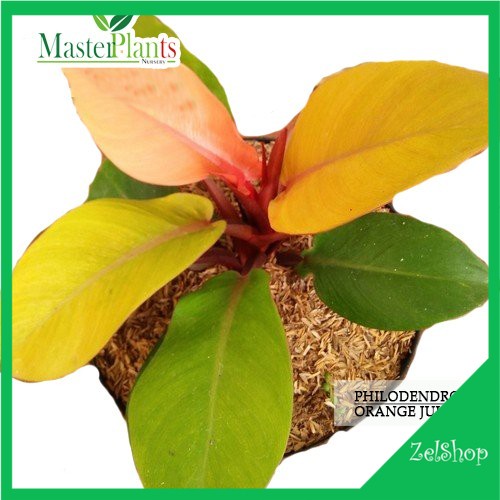 Philodendron Orange Juice Original / Philo Orange Juice