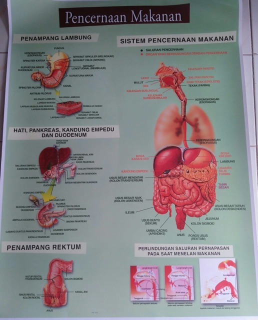 CARTA PENCERNAAN MAKANAN /POSTER PENCERNAAN MAKANAN / GAMBAR PENCERNAAN MAKANAN