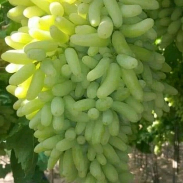 Anggur Import SUPER SONAKA (Ningrat) (COD)