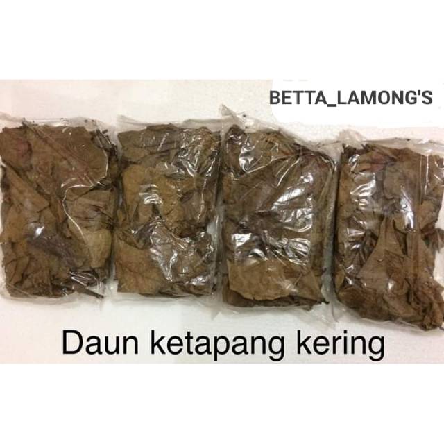 

Daun ketapang kering