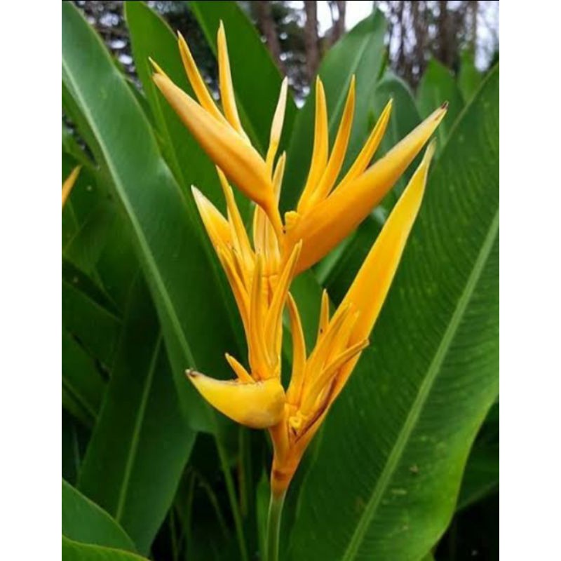 TANAMAN HIAS PISANG PISANGAN HELICONIA GOLDEN