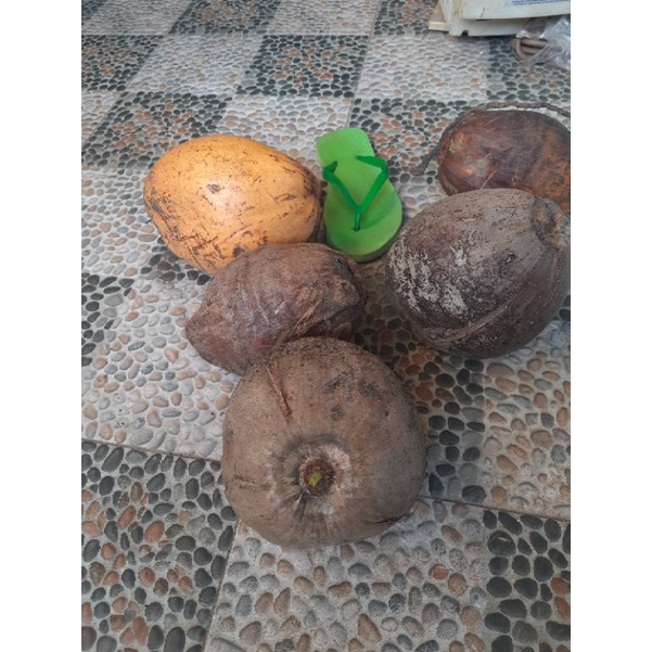 

kelapa tua utuh bergaransi toko