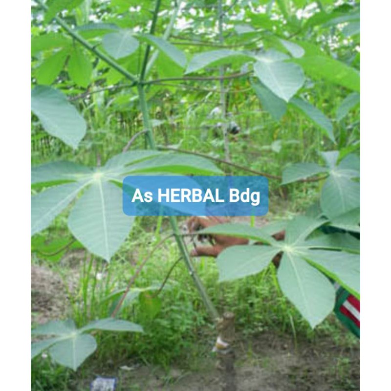 

Daun singkong karet segar 500 gram-az