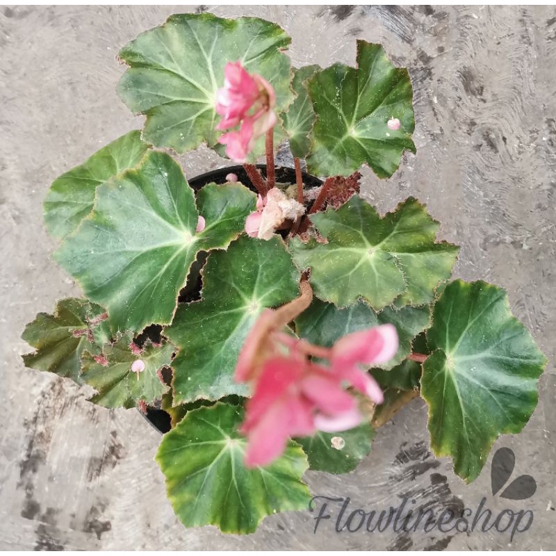 tanaman hias begonia catedral daun tebal