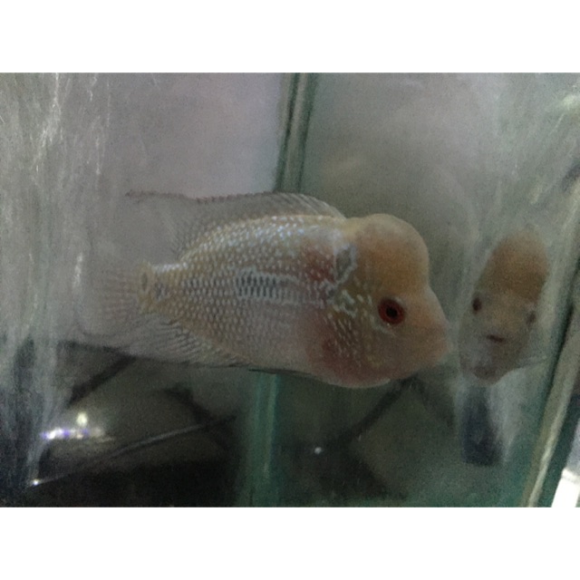 

Ikan louhan SRD line thailand