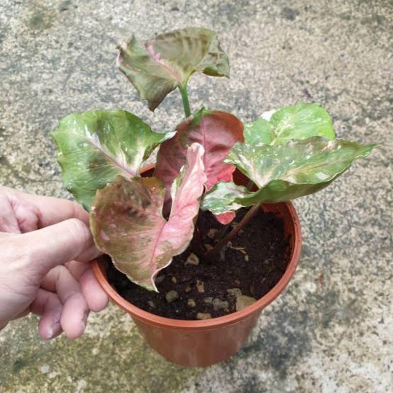 Syngonium “Strawberry ice”
