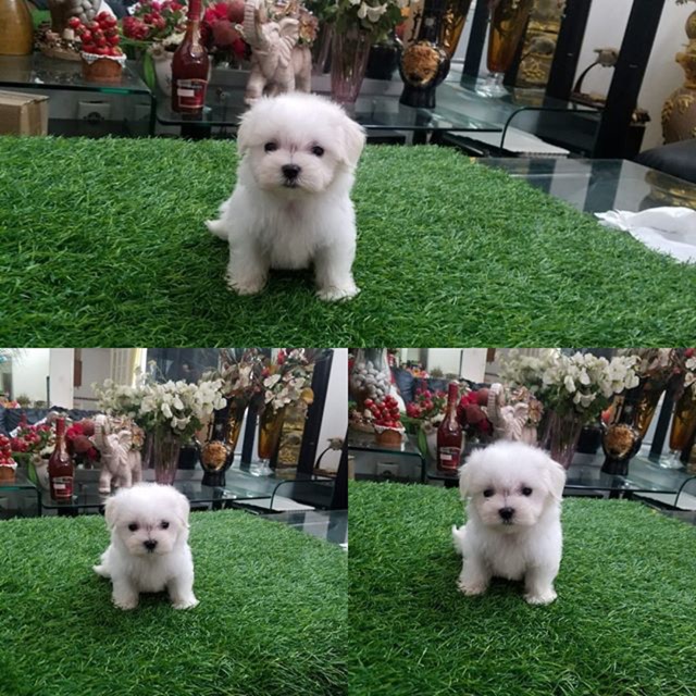 Jual Jual Anjing Maltese Indonesia|Shopee Indonesia