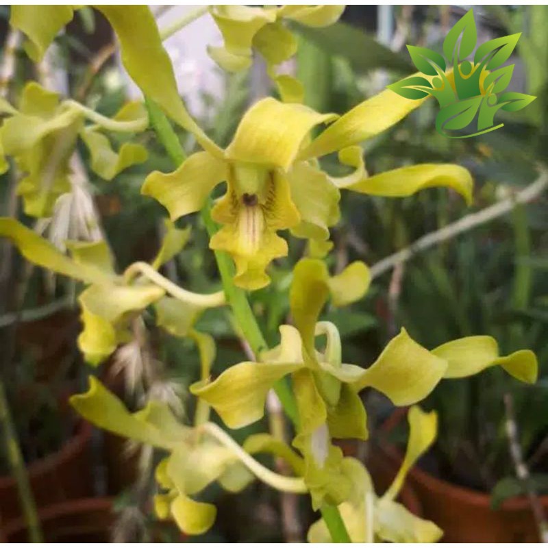 Seedling Anggrek Dendrobium Caesar Green ( anggrek Orchidaceae DENDROBIUM )