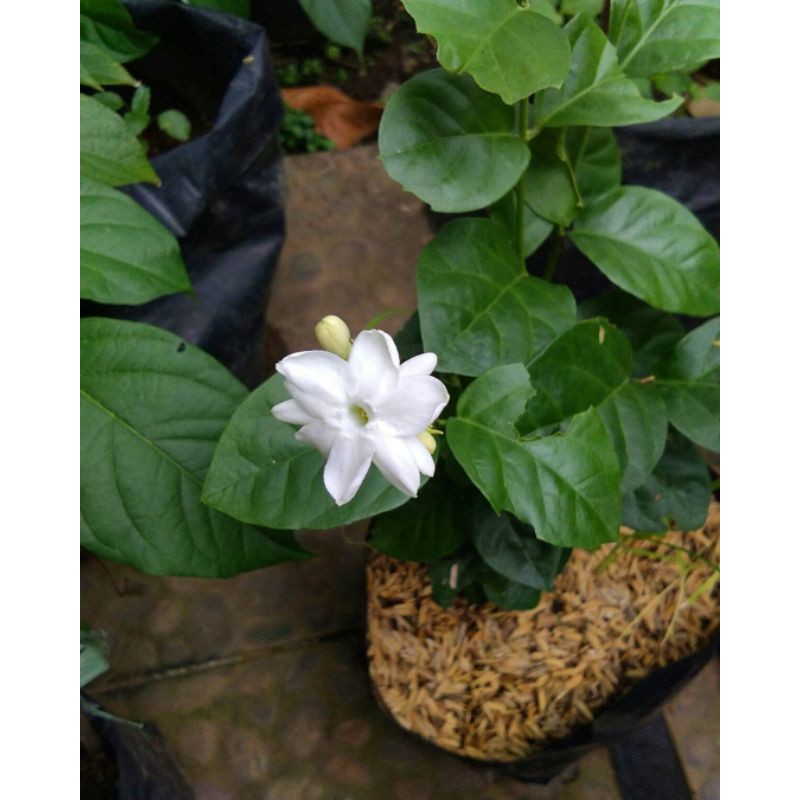 Tanaman Hias Bunga Melati Kampung (Jasminum Officinale) Berbunga - bibit melati kampung bunga murah - BAKUL KEMBANG