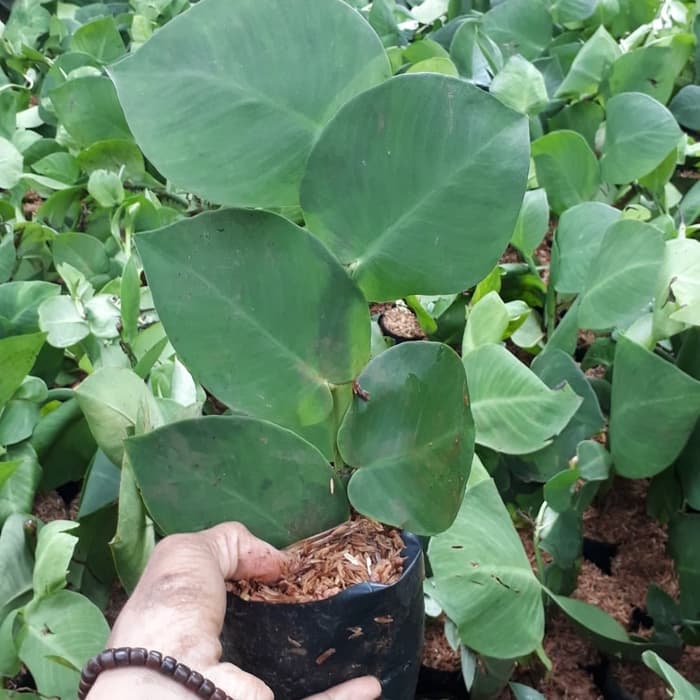 Tanaman hias menjalar dolar besar-pohon dolar besar