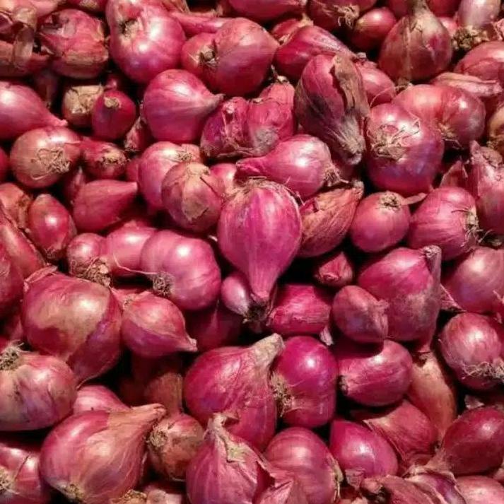 

↔ BAWANG MERAH PROBOLINGGO // BRAMBANG PROBOLINGGO MURAH // BAWANG MERAH KECIL // BRAMBANG KECIL グ