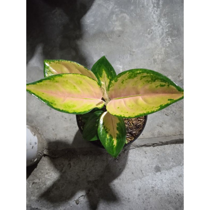 Aglaonema Sultan brunei Anakan