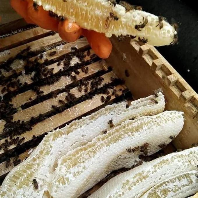 

TO.P - 22.46I - MADU SARANG / HONEYCOMB / RAW HONEY - TOKO - TOPI - SAYA.