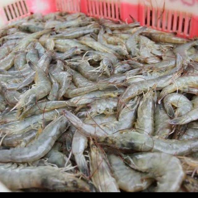 

Udang fresh