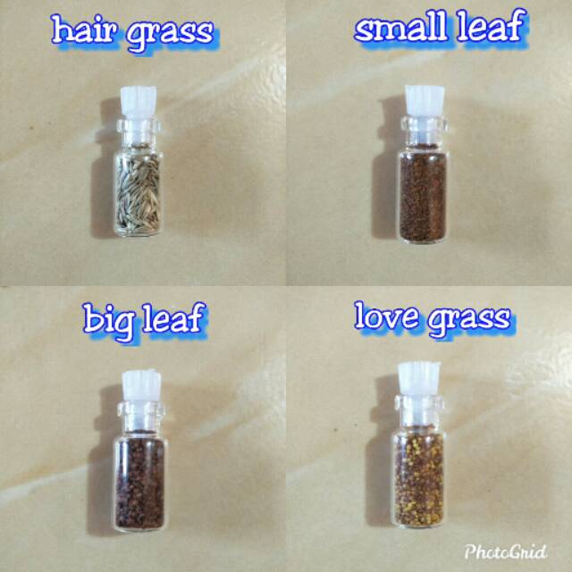 Bibit tanaman aquascape