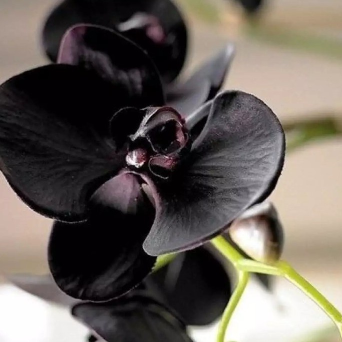 tanaman hias bibit anggrek-pohon bunga anggrek hitam Papua