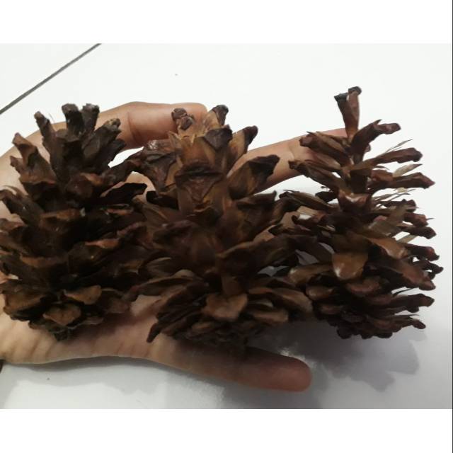  BUNGA  PINUS  KERING BAHAN KERAJINAN DEKORASI DIY Shopee 