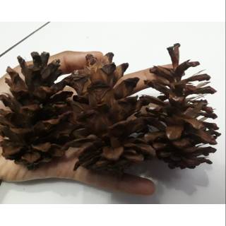 BUNGA PINUS KERING BAHAN KERAJINAN DEKORASI DIY Shopee BUNGA PINUS KERING BAHAN KERAJINAN DEKORASI DIY Shopee