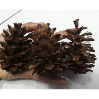  BUNGA  PINUS  KERING BAHAN KERAJINAN DEKORASI DIY  Shopee 