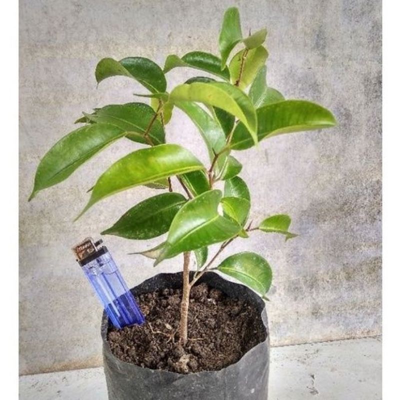 Bibit bonsai beringin Ficus benjamina sudah berakar