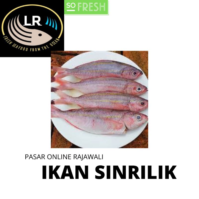 

IKAN SINRILIK SEGAR