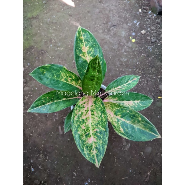 Aglonema tembaga greg