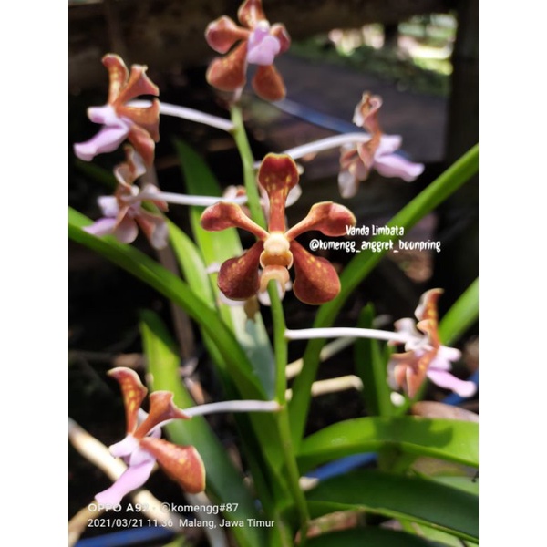 Vanda Limbata