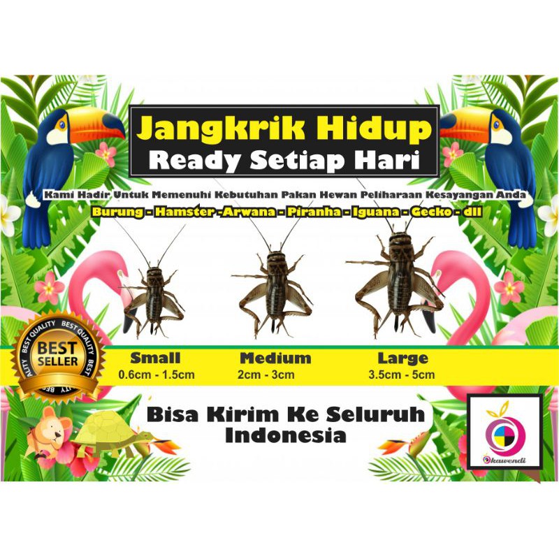 Jangkrik Hidup untuk Pakan Burung, Iguana, Hamster, Gecko, Arwana