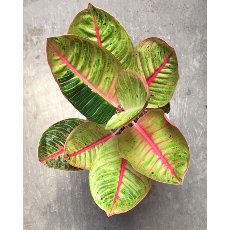 bonggol aglonema Goliath/bibit tanaman aglonema Goliath