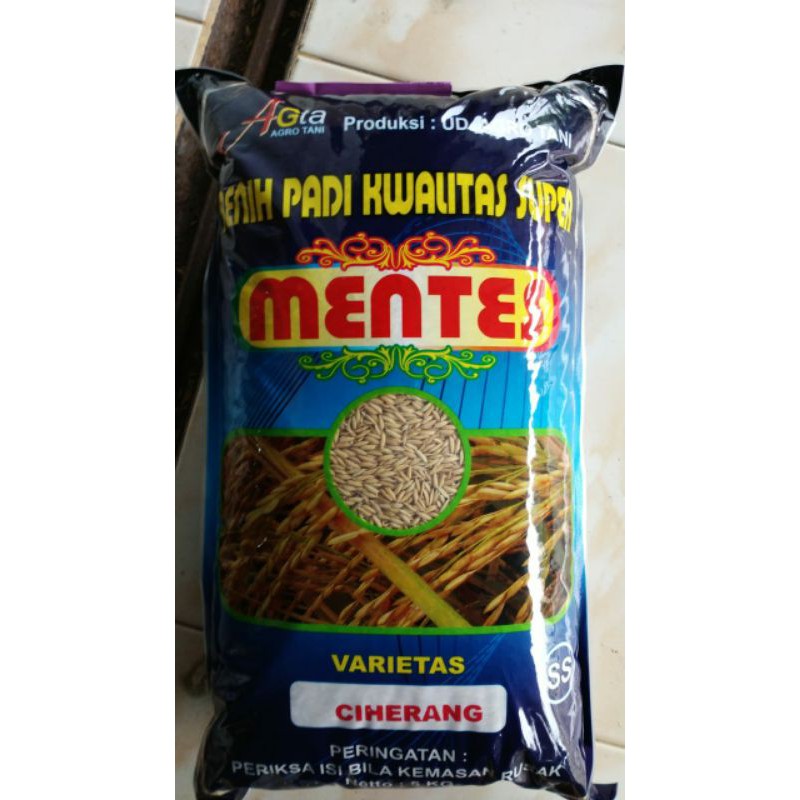 benih padi ciherang
