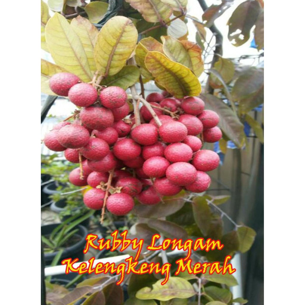 Bibit Okulasi Tanaman Bibit Buah Klengkeng Merah Rubby Longan Kw Shopee Indonesia