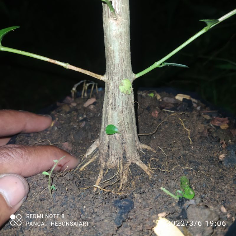 bahan bonsai sancang prokar