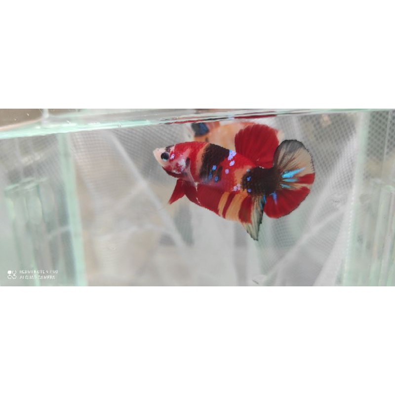 IKAN CUPANG MALE/FEMALE/BETINA/KOI/NEMO/MULTY/GALAXY/YELLOWBASE GRADE AA++