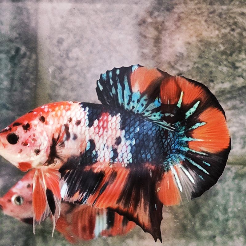 IKAN CUPANG HIAS MULTICOLOUR TOP GRADE INDUKAN TERMURAH SE-INDONESIA FORM OVER C