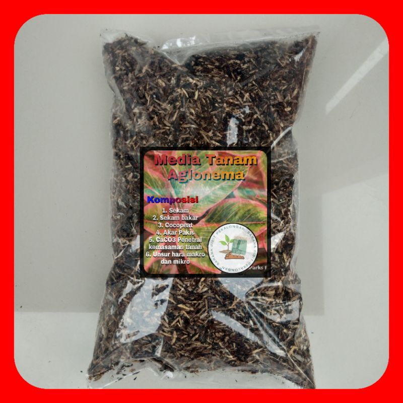 Media Tanam Aglaonema Premium