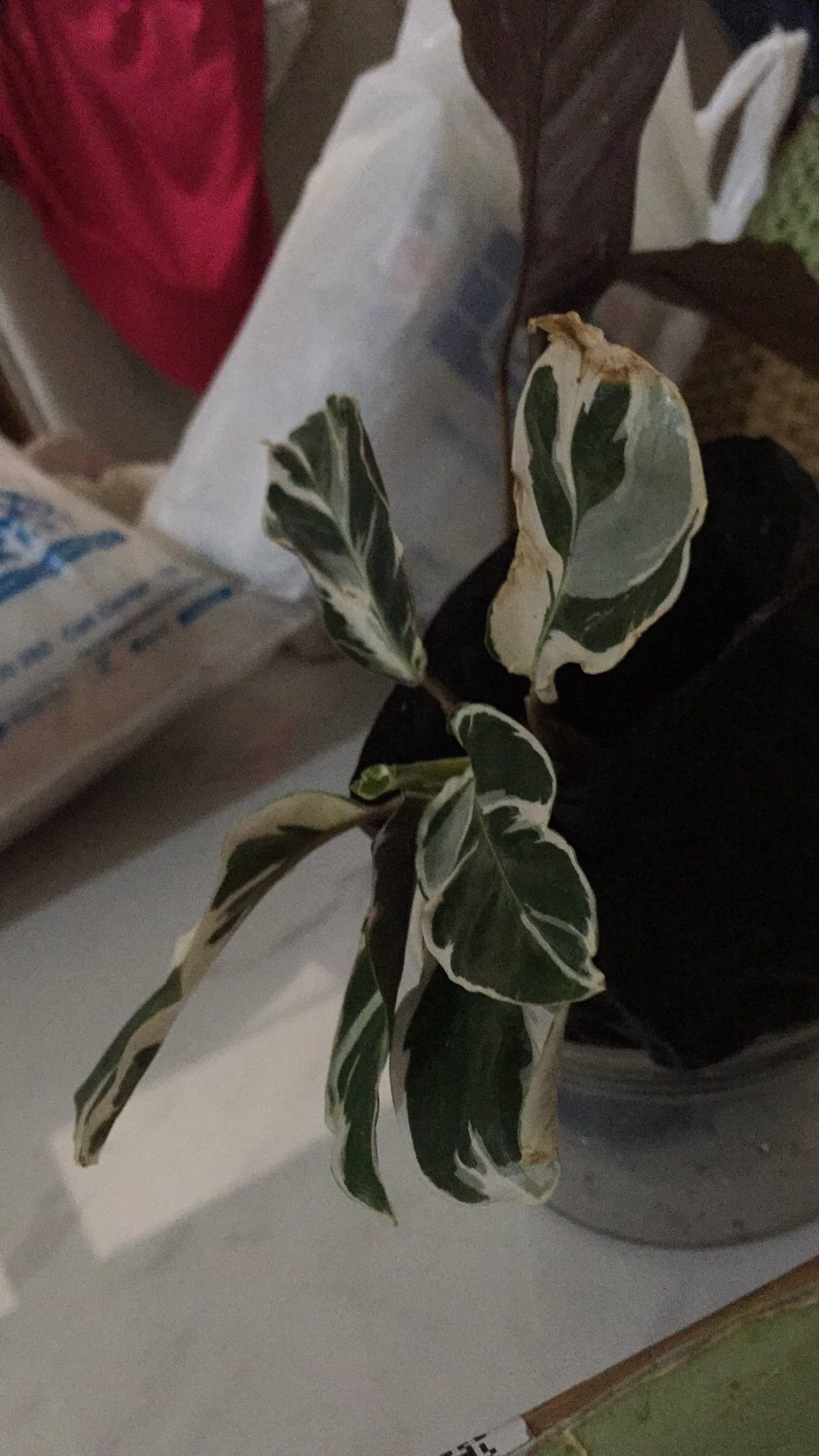 Tanaman Hias Chalatea Tisu White Fision