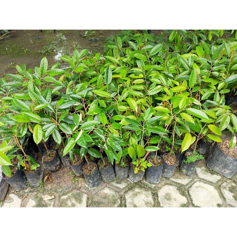 Bibit tanaman durian montong super / monthong super-3