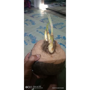 kelapa kembar 3 unik