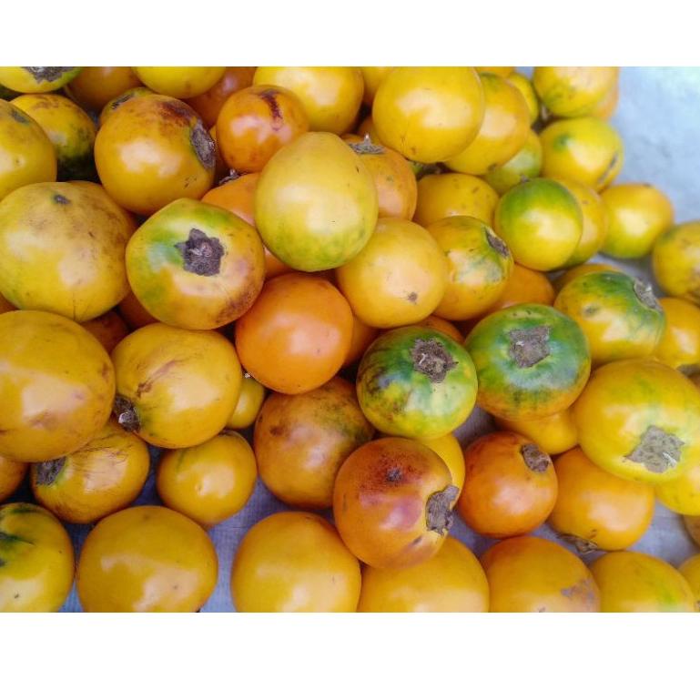 

(D-EPQ ✓}) TERONG ASAM 1Kg||pasti dikirim