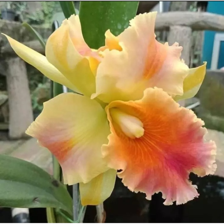 Anggrek dendrobium dewasa bunga besar