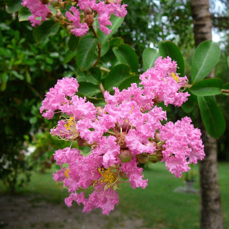 Tanaman Hias Sakura Pink Shopee Indonesia Tanaman Hias Sakura Pink Shopee Indonesia