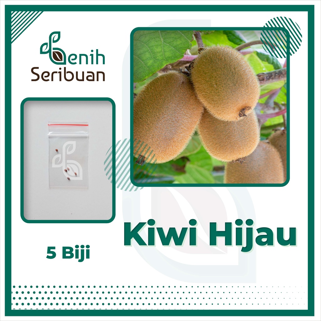BS-BYL Benih Buah Bibit Tanaman Buah F1 Hibrida Unggul Anggur Strawberry Semangka Melon Labu Pepaya Jambu Blackberry Ciplukan Raspberry dll-KIWI HIJAU