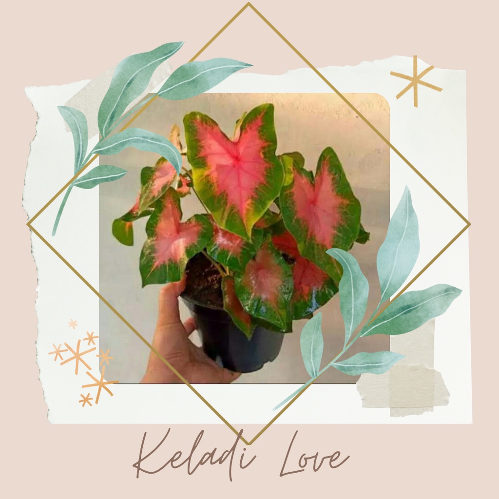 Tanaman Hias Keladi Love Bibit Bunga Keladi Love Bunga Keladi Love