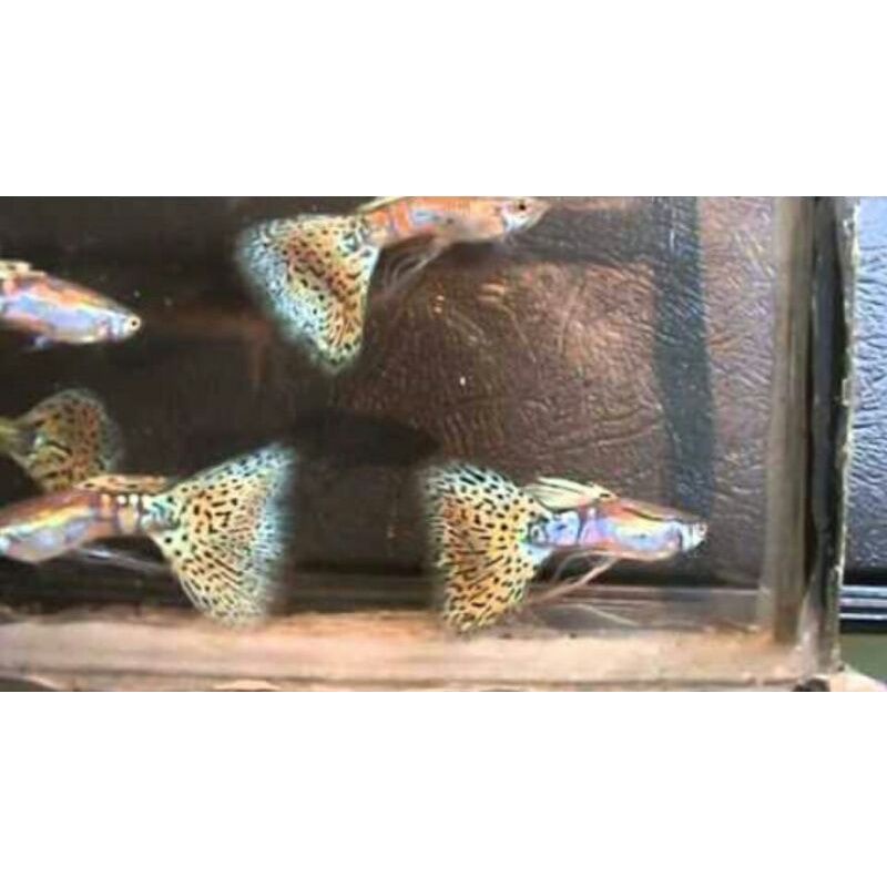 Ikan Hias Guppy Red Grass