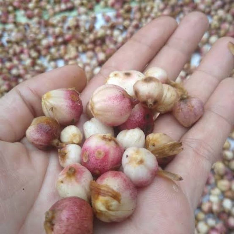 kapulaga segar kapulaga basah 1kg